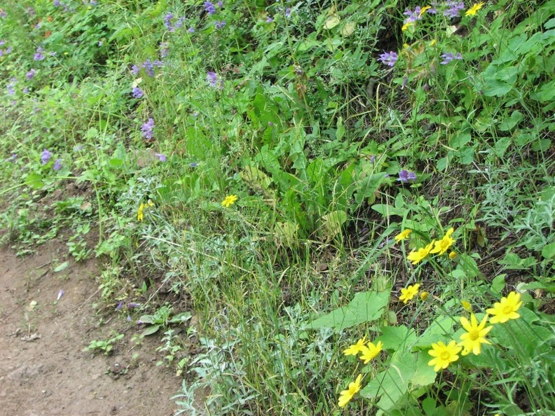 Wildflowers along the trail