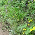 Wildflowers along the trail