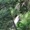 The tall waterfall on Coopey Creek is mainly obscured by the forest