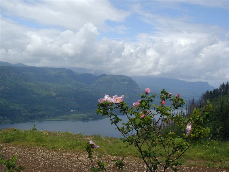 Wild Roses bloom in late June and early July on the top of Angels Rest