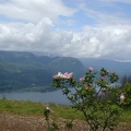 Wild Roses bloom in late June and early July on the top of Angels Rest