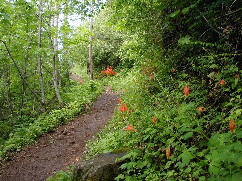 Columbine (Latin Name: Aquilegia formosa) blooming along the Angel's Rest Trail.