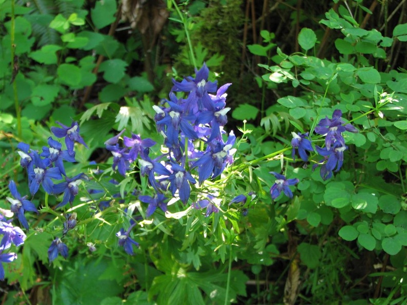 Delphinium (Latin Name: Delphinium trollifolium) with a spot of sun along the Angel's Rest Trail.