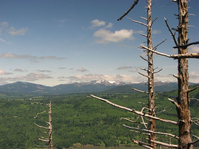 Angel's Rest trail in the are burned by fires in 1991. Looking north to Silver Star