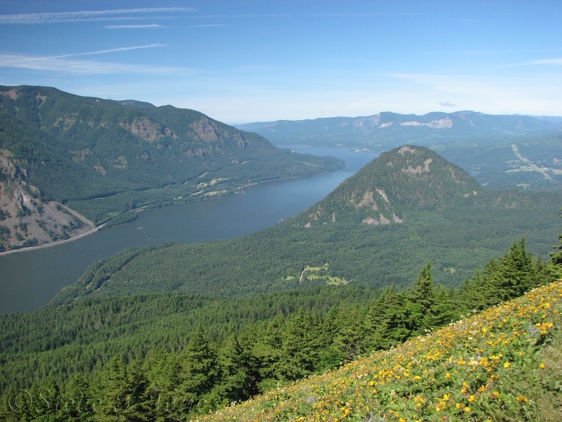 The Dog Mountain Trail near the summit. This is a view to the west, looking over Wind Mountain. This photo was taken past the peak of the Balsam Root flowers blooming.