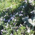 Phlox and some fuzzy plant are lit by the early morning sunlight on the Dog Mountain Trail.