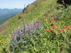 Lupines and Indian Paintbrush bloom on the slopes of Dog Mountain.
