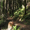 The Augspurger Mountain Trail near the Gorge goes through a second-growth forest. Walking along the sun-dappled forest floor is a pleasant walk.