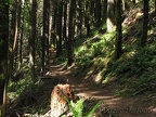 The Augspurger Mountain Trail near the Gorge goes through a second-growth forest. Walking along the sun-dappled forest floor is a pleasant walk.
