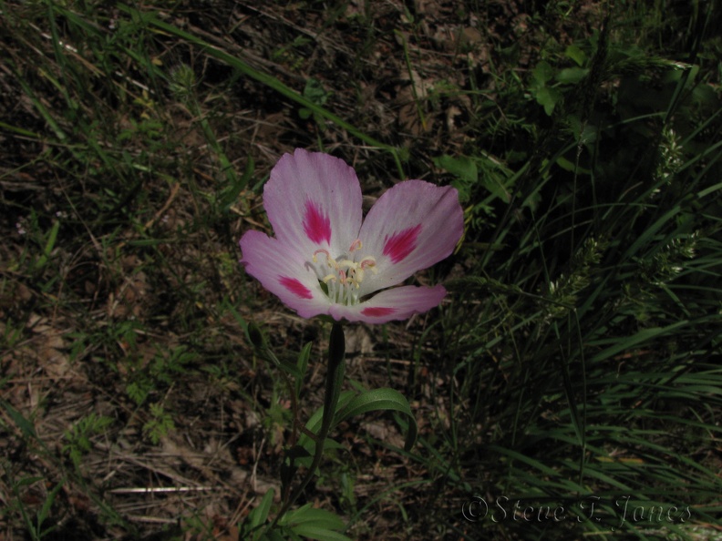 Herald-of-summer or Farewell to Spring blooms in late spring along the rocky lower sections of the Augspurger Mountain Trail. Latin Name: Clarkia amoena var. lindleyi