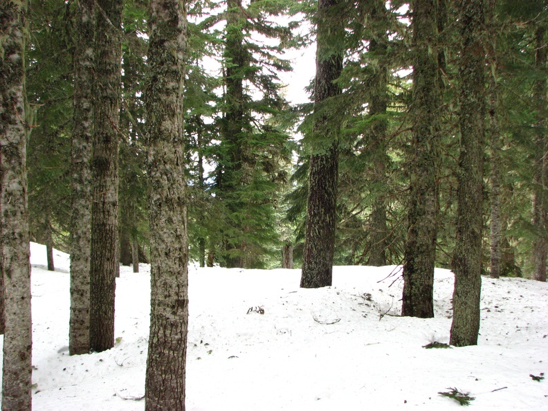 Between the meadow and Barlow Ridge is an open forest which is pretty easy to walk across the hillside.