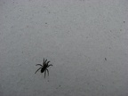 The temperature was in the low 40's this day and this spider was slowly walking over the snow.