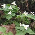 Trilliums blooming along the trail at Battle Ground Lake State Park.