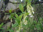 Indian Plum (Latin Name: Oemleria cerasilformis) along the trail at Battle Ground Lake State Park.