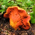 Orange fungus along the Big Creek Trail in the fall. This fungus is common in southwestern Washington State. I think it is a fungus called orange mushroom pimple (Hypomyces lactifluorum) that attacks other mushrooms and causes them to change to this orang