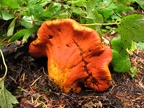Orange fungus along the Big Creek Trail in the fall. This fungus is common in southwestern Washington State. I think it is a fungus called orange mushroom pimple (Hypomyces lactifluorum) that attacks other mushrooms and causes them to change to this orang
