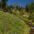 Mt. Adams can barely be seen through the trees at this alpine meadow and stream.