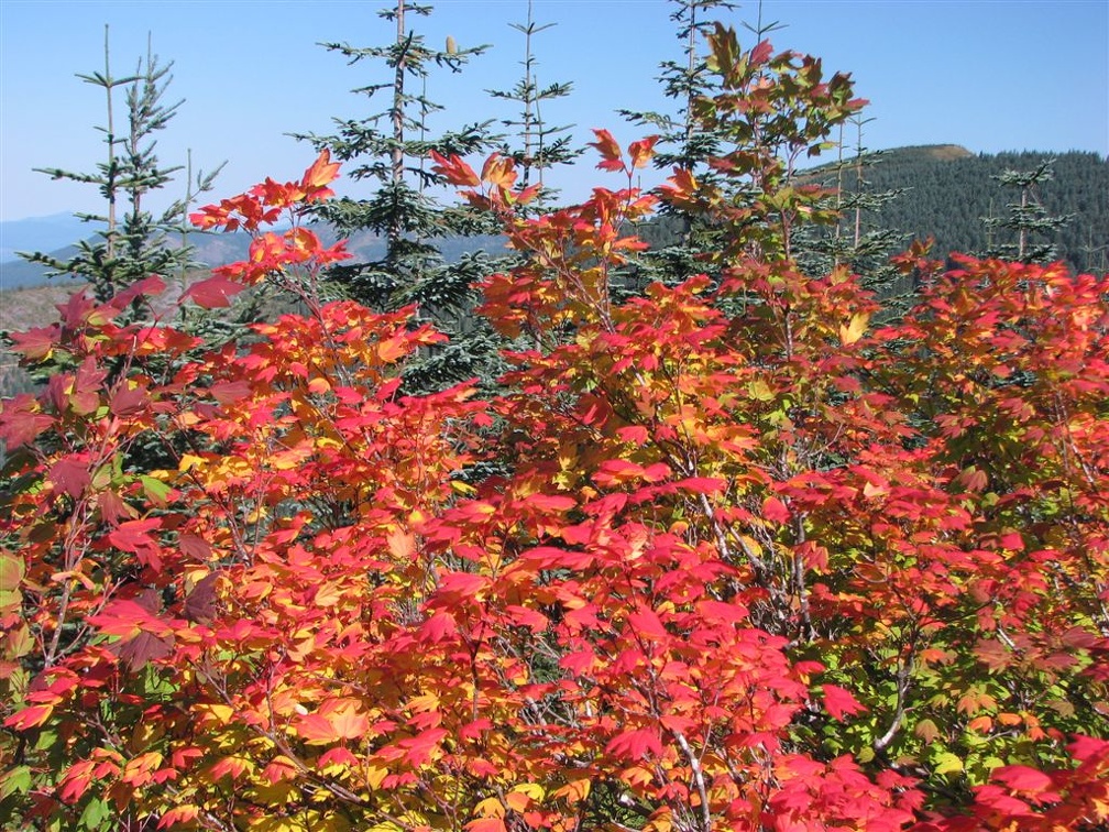 Vine Maple showing fall colors in late September on the Bluff Mountain Trail.