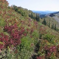 Huckleberries showing fall colors on the Bluff Mountain Trail near Silver Star Mountain.
