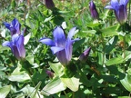 Gentian (Latin Name: Gentiana Calycosa) on the Bluff Mountain Trail near Silver Star Mountain.