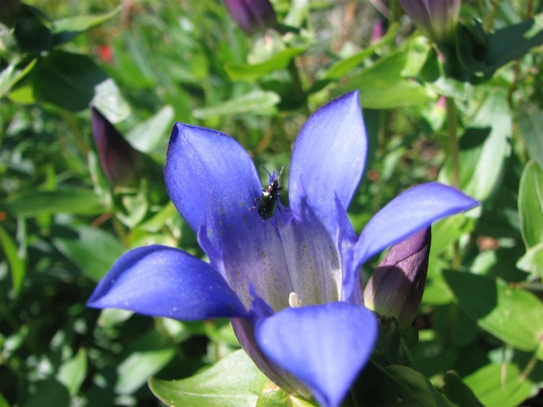 Gentian (Latin Name: Gentiana Calycosa) on the Bluff Mountain Trail near Silver Star Mountain.