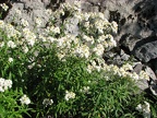 Pearly Everlasting (Latin Name: Anaphalis Margaritacea) along the Bluff Mountain Trail.