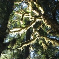 Mosses hanging from all the trees glow in the sun and are a good indication of many rainy days.