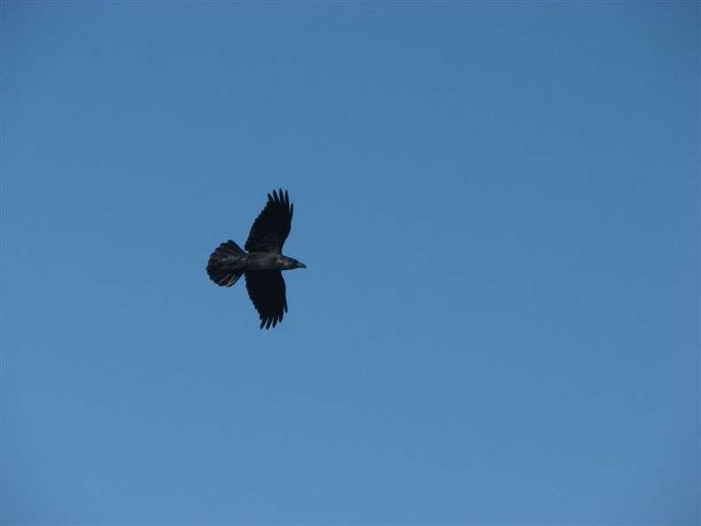 Ravens fly through the skies enjoying the air currents.