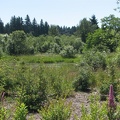 Park vistas along the east end of the Burnt Bridge Creek Trail