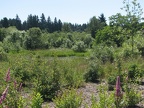 Park vistas along the east end of the Burnt Bridge Creek Trail