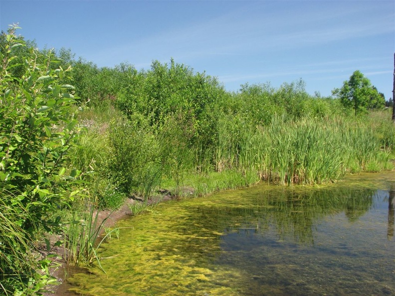 One of the many ponds along the east end of the Burnt Bridge Creek Trail