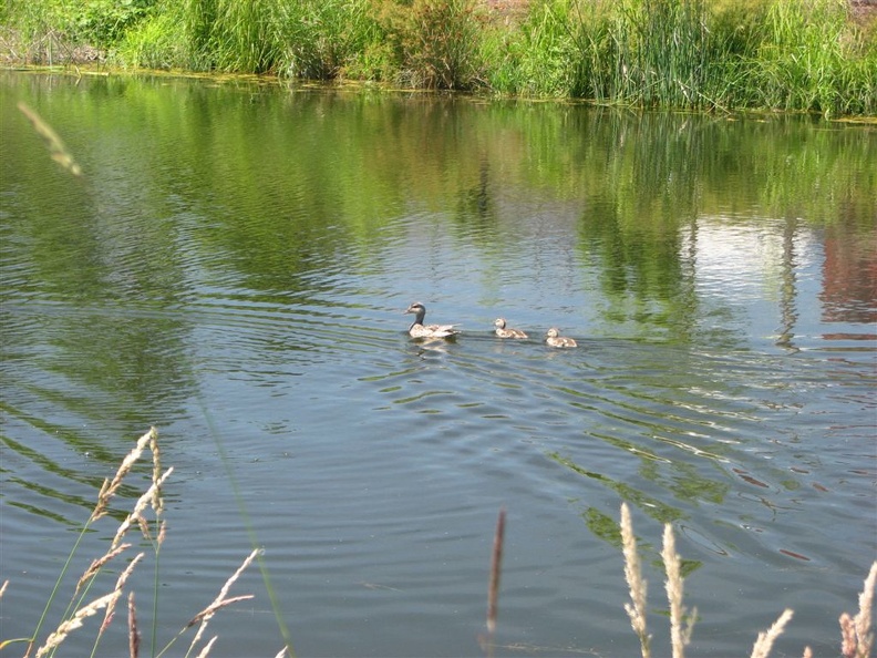 Ducks swimmming along the east end of the Burnt Bridge Creek Trail