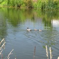 Ducks swimmming along the east end of the Burnt Bridge Creek Trail