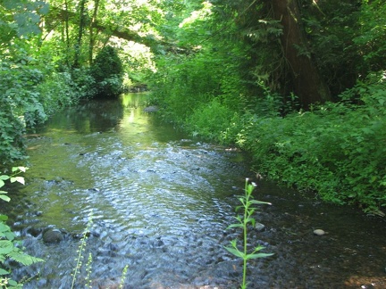 Burnt Bridge Creek near SR500 highway