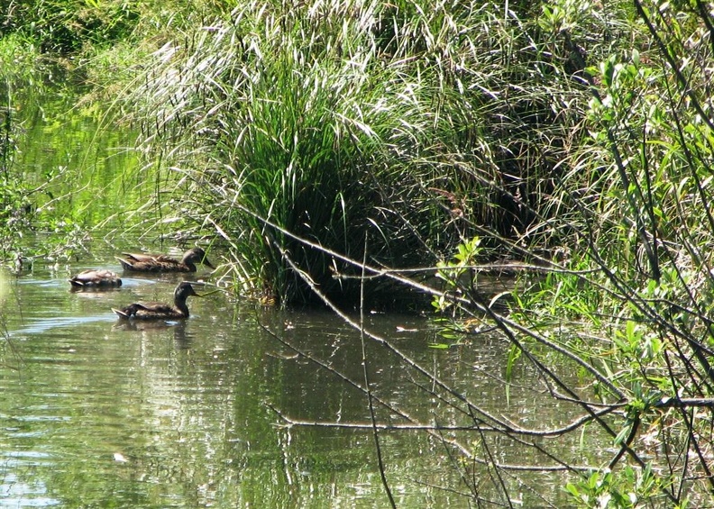 Ducks swimmming along the east end of the Burnt Bridge Creek Trail