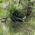 Ducks swimmming along the east end of the Burnt Bridge Creek Trail