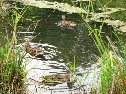 Ducks merrily paddle in a pond along the Burnt Bridge Creek trail, just east of Andreson Road.