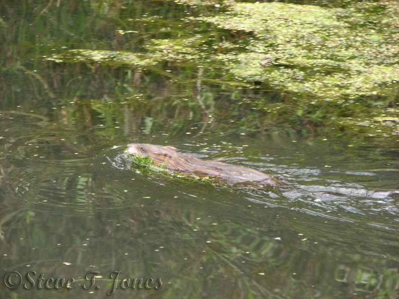 A nutria is busy gathering food in a pond along the Burnt Bridge Creek trail, just east of Andreson Road.