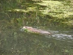 A nutria is busy gathering food in a pond along the Burnt Bridge Creek trail, just east of Andreson Road.