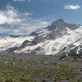 Dwarf lupines carpet the landscape along the Burroughs Mountain Trail at Mt. Rainier National Park.