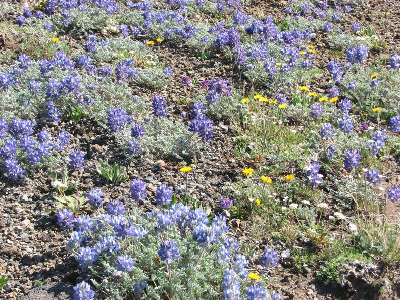 Dwarf lupines carpet the landscape among rocks along the Burroughs Mountain Trail at Mt. Rainier National Park.