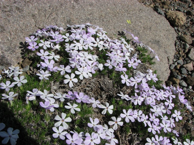 The blue flowers of Spreading Phlox (Latin name: Phlox diffusa) are in full bloom in mid-July along the Burroughs Mountain Trail in Mt. Rainier National Park.