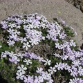 The blue flowers of Spreading Phlox (Latin name: Phlox diffusa) are in full bloom in mid-July along the Burroughs Mountain Trail in Mt. Rainier National Park.