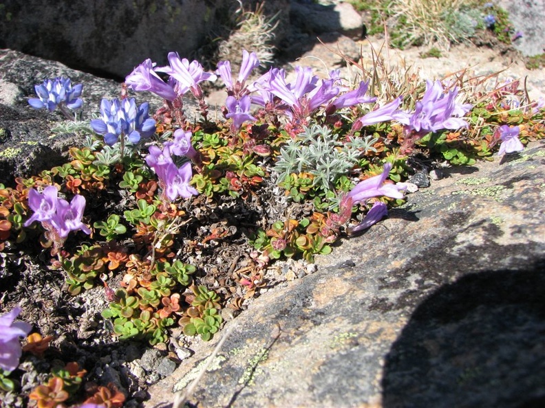 Dwarf Lupines and Penstamons bloom among the rocks on the Burroughs Mountain Trail at Mt. Rainier National Park.