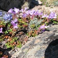 Dwarf Lupines and Penstamons bloom among the rocks on the Burroughs Mountain Trail at Mt. Rainier National Park.