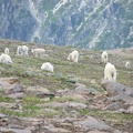 Mountain Goats like to graze on second Burrough in the early morning and evening. The baby goats play games by jumping over one another and play fighting.