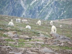 Mountain Goats like to graze on second Burrough in the early morning and evening. The baby goats play games by jumping over one another and play fighting.