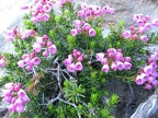 Pink Mountain Heather (Latin name: Phyllodoce empetriformis) is a small woody plant whose blooms  brighten the way along the Burroughs Mountain Trail. Be careful not to step on these plants because they are fragile and take many dozens of years to grow to