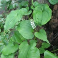 Green heart-shaped leaves and spikes of tiny white flowers in spring on the False Lilly-of-the-Valley (Latin name: Maianthemum dilatatum). This plant grows profusely all along the Cape Falcon Trail. In this picture it has climbed up an old stump.