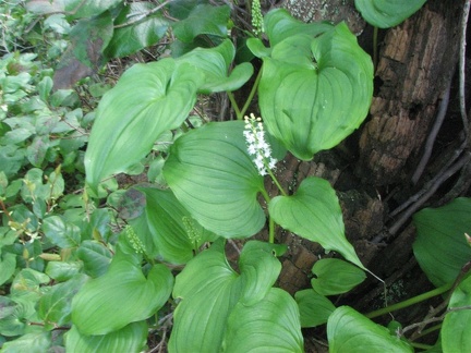 Green heart-shaped leaves and spikes of tiny white flowers in spring on the False Lilly-of-the-Valley (Latin name: Maianthemum dilatatum). This plant grows profusely all along the Cape Falcon Trail. In this picture it has climbed up an old stump.